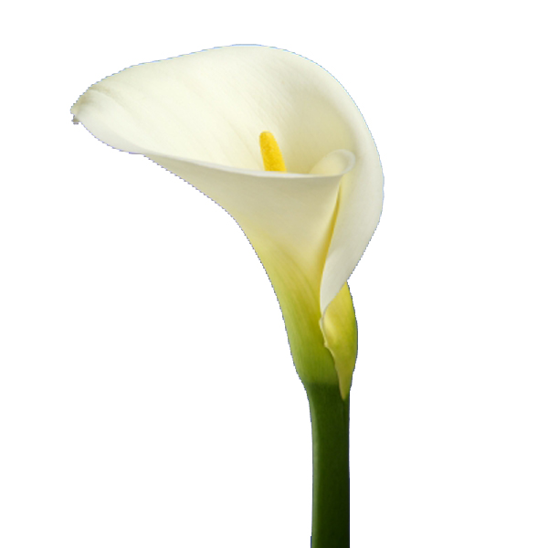 Calla - White